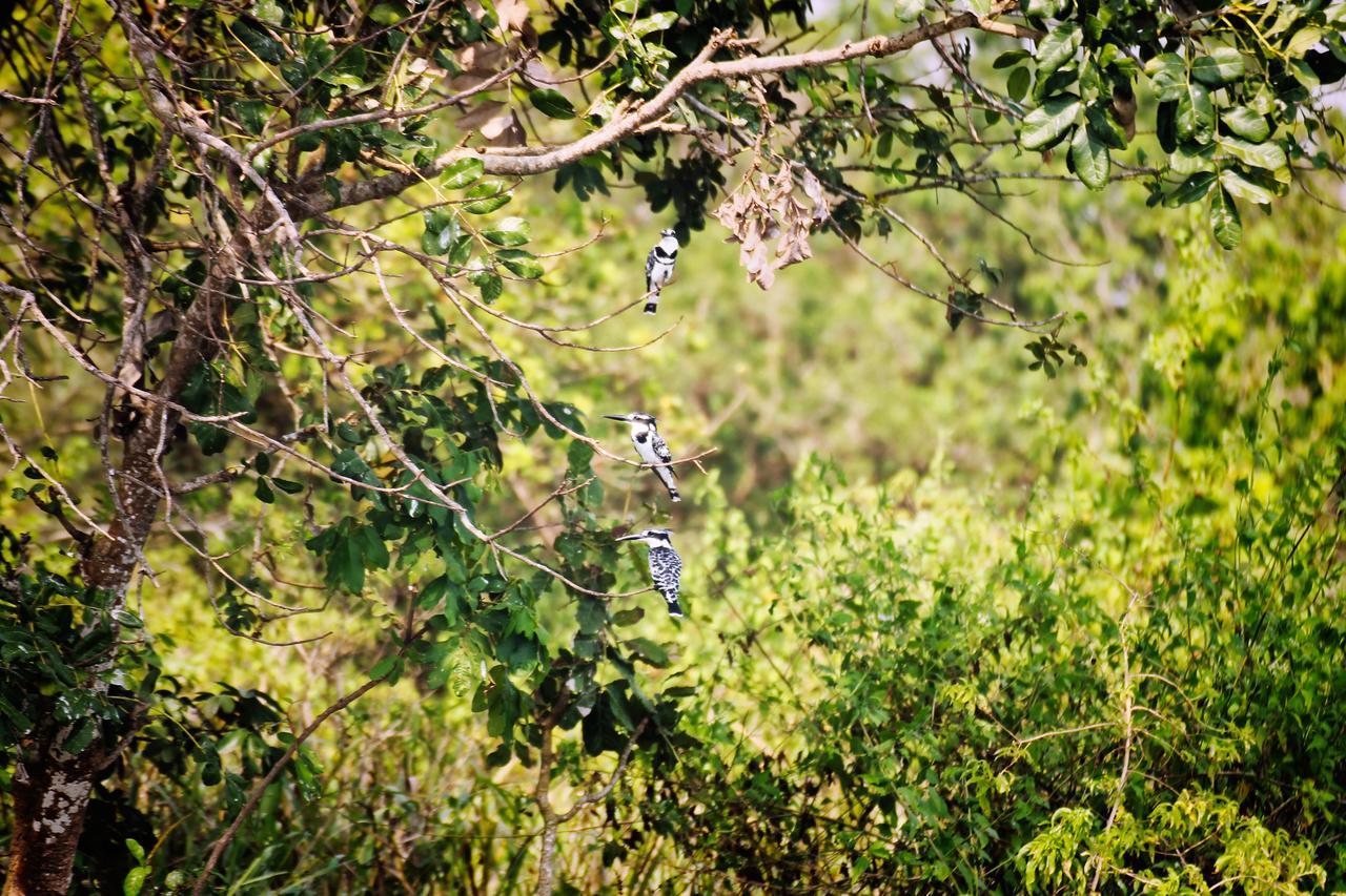 Twiga Safari Lodge Paraa Ngoại thất bức ảnh