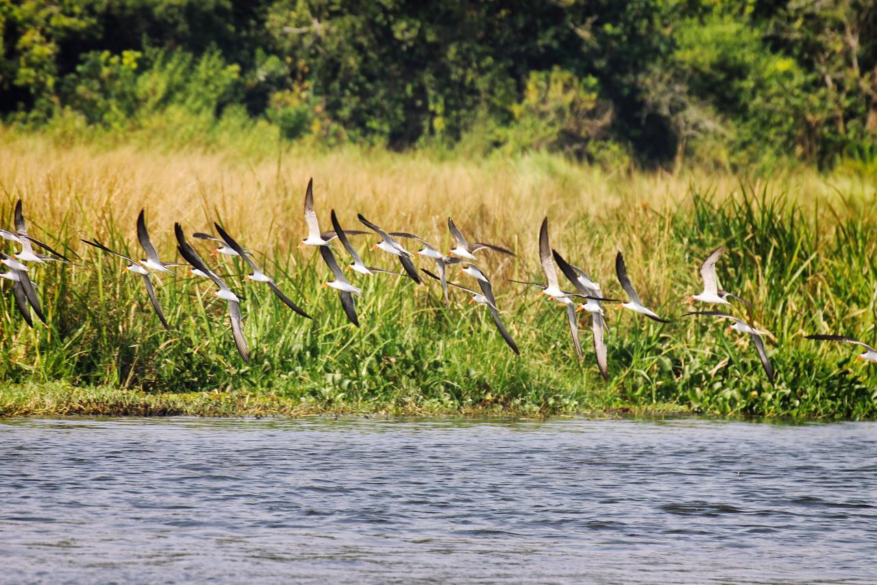 Twiga Safari Lodge Paraa Ngoại thất bức ảnh